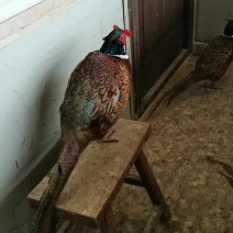 七彩山鸡
