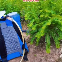甜橄榄苗，余甘果苗，品种保证，手续齐全