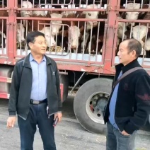 大量出售西蒙塔尔公母牛犊。