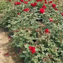 批发工程绿化月季小苗大花月季欧月，大量供应，基地直发