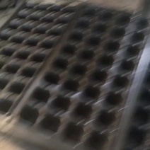 穴盘，蔬菜育苗盘，瓜类育苗盘，厂家直发，欢迎选购