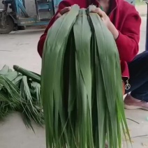 三指半宽，70公分左右新鲜芦苇叶