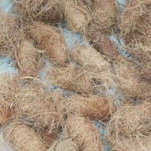 竹笋虫虫茧，出茧后就是新孵化新种虫，直接拿来产卵养殖竹笋虫