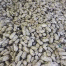 广东徐闻花生(大量红米，白米上市中)