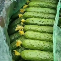 昌黎旱黄瓜大量上市