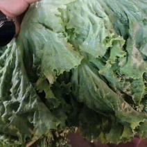 意大利生菜产地直发，可做各种包装