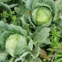 连花白