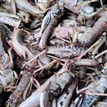蚂蚱蝗虫去翅纯母蚂蚱