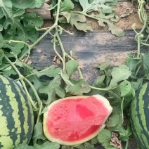 盖县锦王，甜王，代收收发，二等瓜🍉大量有货价格美丽