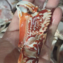 高品质蟹钳
