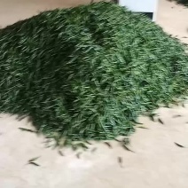 天等指天椒