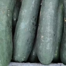黑皮冬瓜