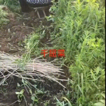 长期供应千屈菜绿化工程用苗河道绿化工程用苗”净化水质