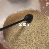 金蝉种苗15元一克，金蝉卵枝0.2，基地直供，技术指导