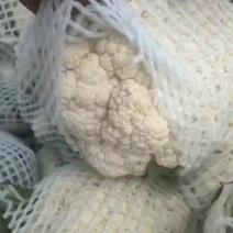 有机花大量有货价格美丽质量精品