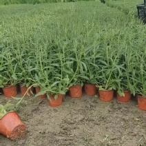 柳叶马鞭草、12杯柳叶马鞭草、14杯柳叶马鞭草