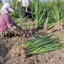 长期供应黄菖蒲绿化工程用苗一手货源充足
