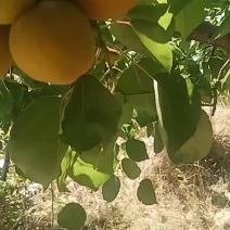 金太阳杏大量上市
