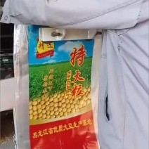 东北大豆