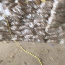 吉林白萝卜干，干度好，脆度高，出成率高