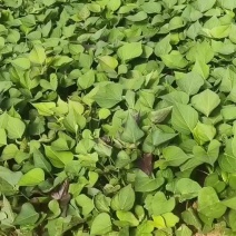 丝滑