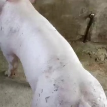 大约克公猪出售体型好生长速度快包邮到家