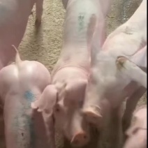 长白母猪包健康包成活防疫齐全产崽多母性好适应强