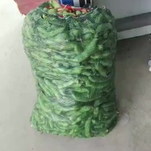 蚕豆优等品