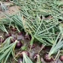 紫红葱头，基地直供，质优价廉欢迎新老朋友联系