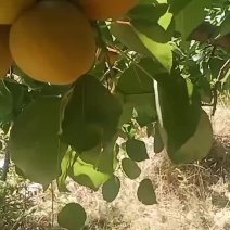 金太阳杏大量上市，欢迎通过一亩田联系