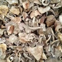 【热卖中】滑子菇大帽干滑子菇冒干净无杂质量大从优