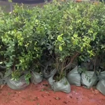 软枝油茶3号