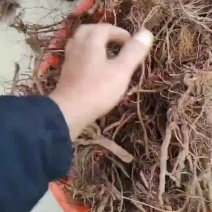 茜草野生通货茜草硬片无杂无土