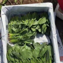 精品两排半菠菜20-25厘米