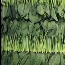 精品，泡沫箱，菠菜