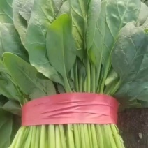 精品捆菠菜