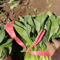 精品捆菠菜25-30