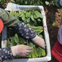 精品大叶菠菜