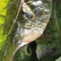 兰州红叶莴笋、可以视屏、线上交易,质量有保证