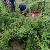 药用连翘树