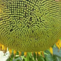 包邮：优质高产三系杂交油葵种子