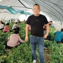秦薯五号红薯脱毒红薯苗