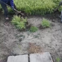 金边麦冬