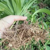 全紫花白芨大苗，高品质配的起好价格，上万起批，专车运输