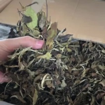 老白茶