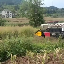 油菜籽