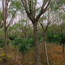 蓝花楹