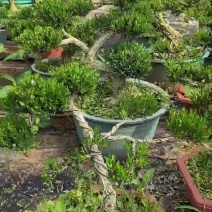 苗圃直供精品瓜子黄杨盆景矮桩弯杆小叶黄杨盆栽批发