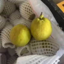 库尔勒香梨价格，香梨批发，新疆库尔勒香梨直发