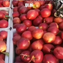 油桃